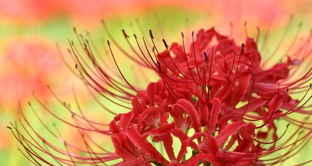种的花断了有什么寓意？花语中隐藏的含义是什么？