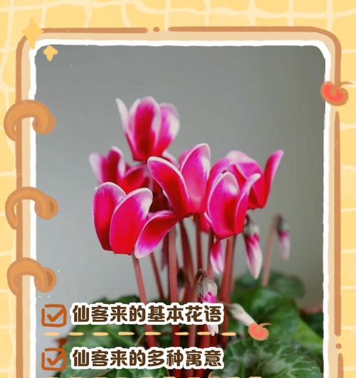 晴天话语花语是什么？如何表达晴天的美好情感？