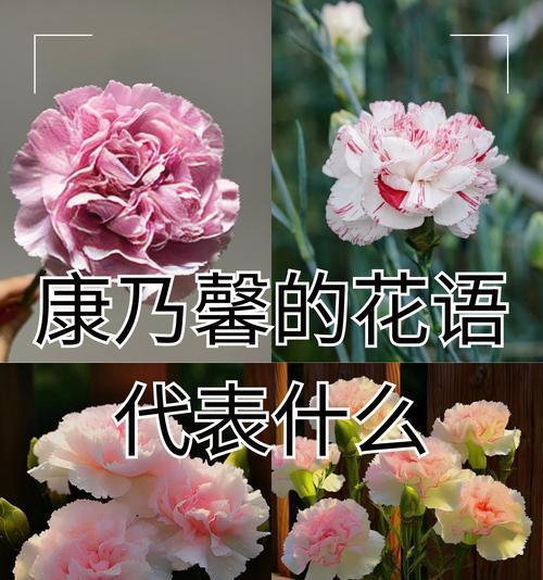 爸爸送什么花语好？如何选择寓意深刻的花卉？
