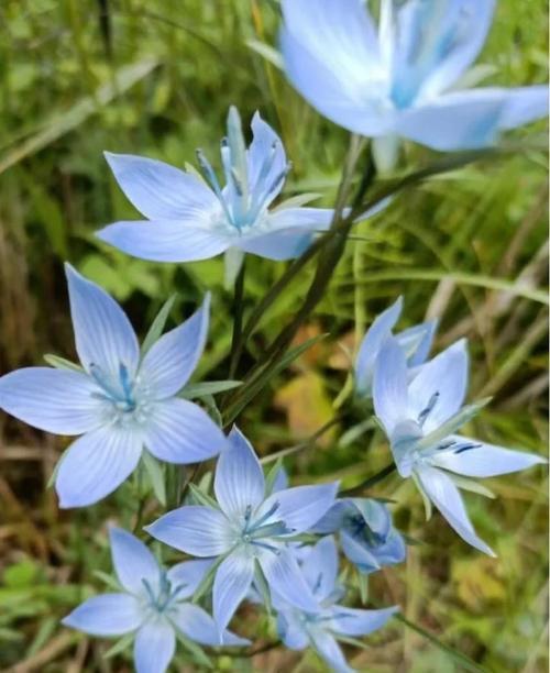 花语遇见是什么花有情？如何解读花的语言表达情感？