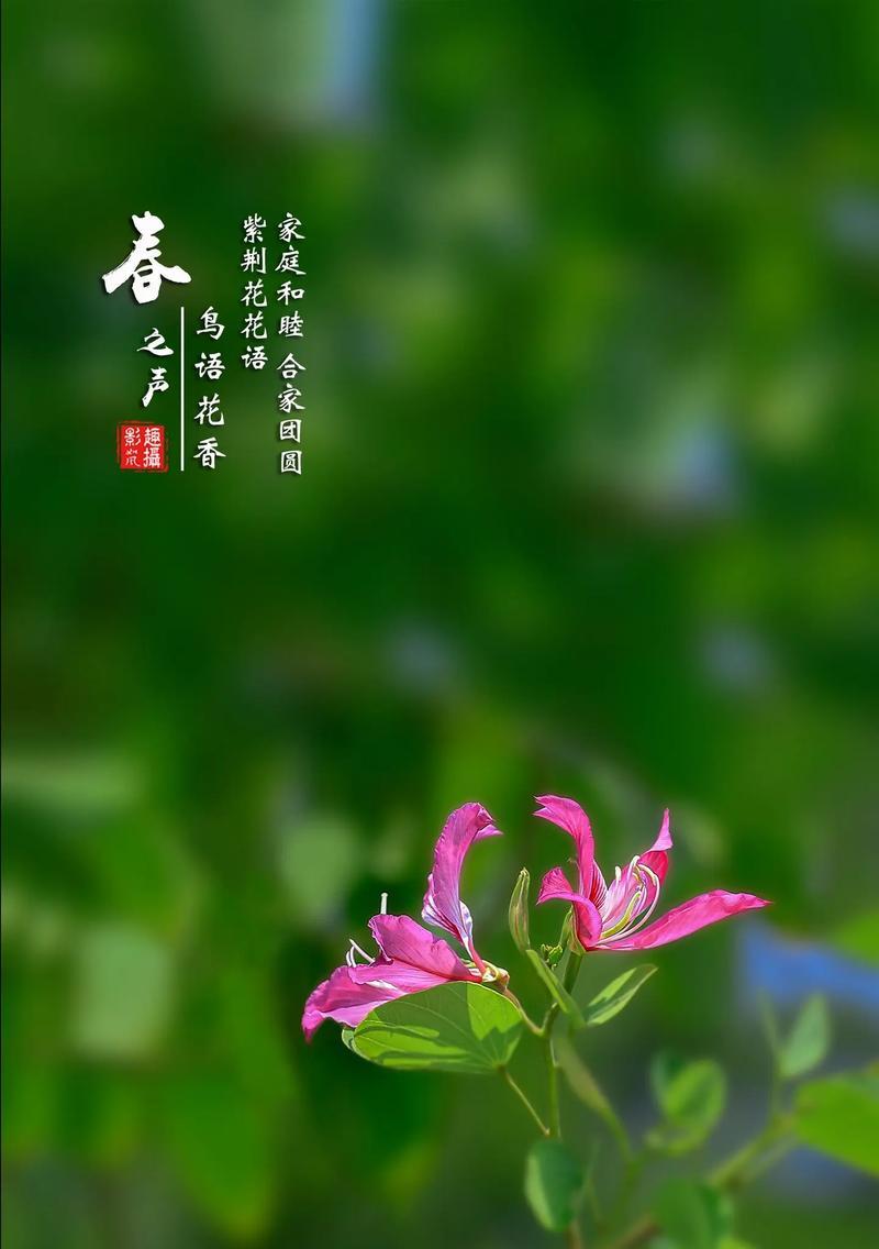 唯美花语是什么花语呢？如何理解花语的深层含义？