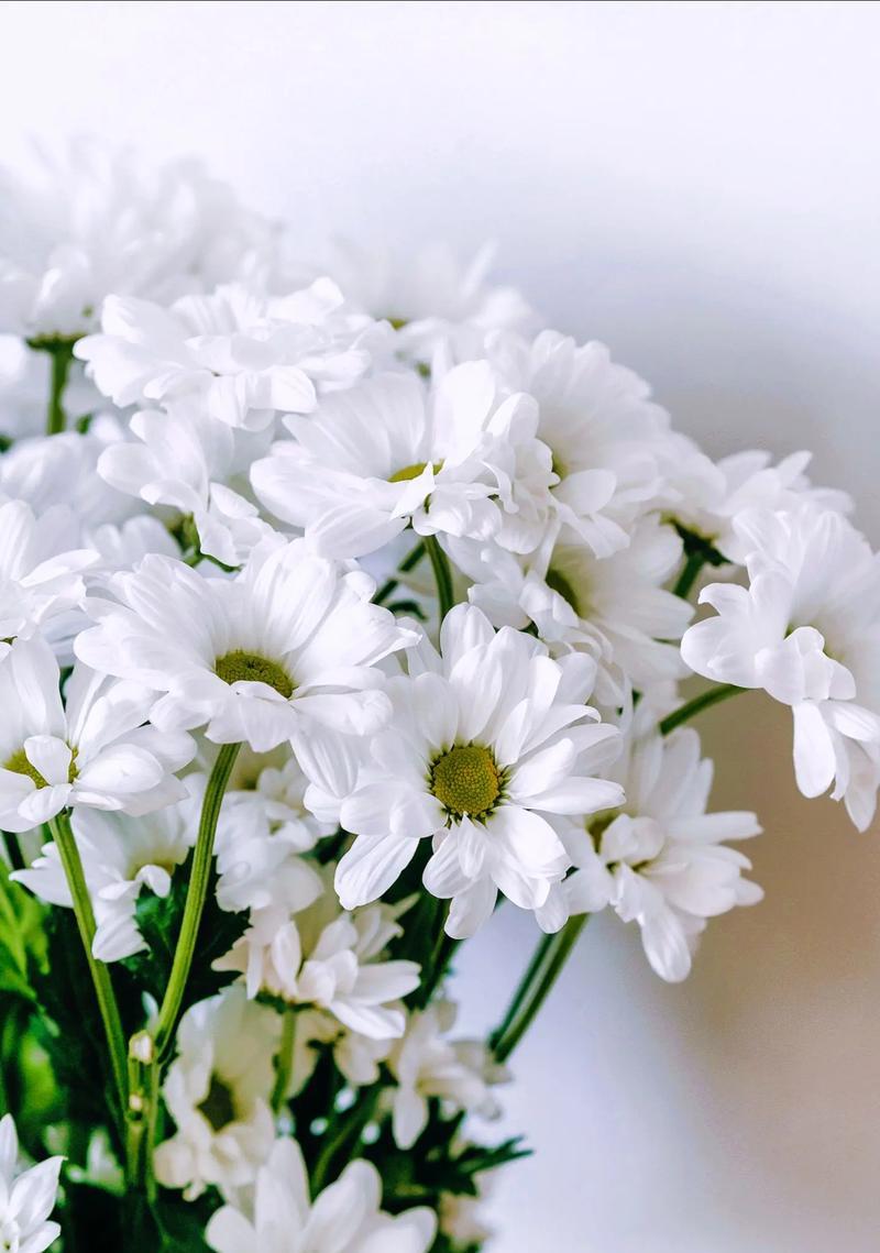 唯美花语是什么花语呢？如何理解花语的深层含义？