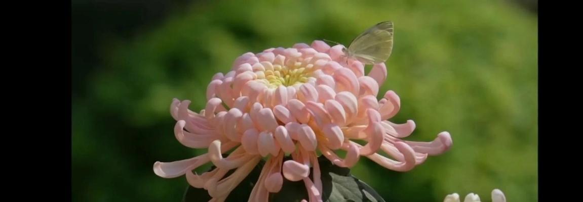 做象征永恒的花是什么花？永恒之花的含义和选择指南？