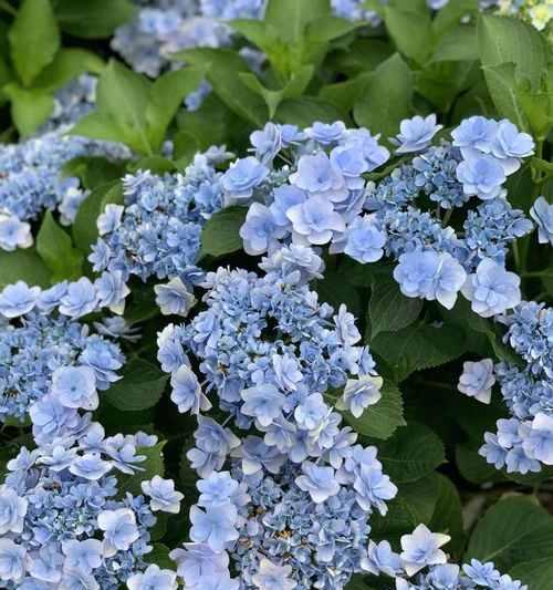 做象征永恒的花是什么花？永恒之花的含义和选择指南？