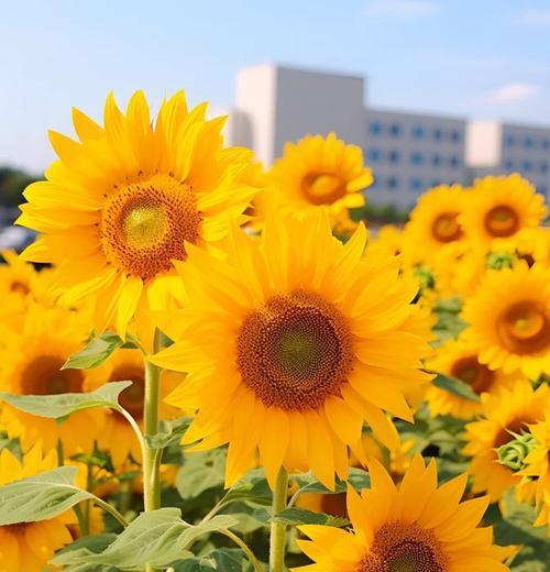 花语寓意乐观的花是什么？哪种花象征着积极向上？