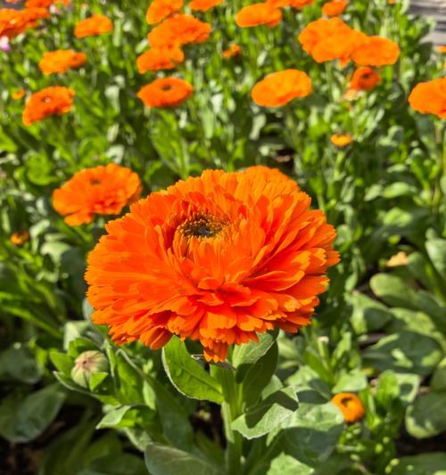 花语寓意乐观的花是什么？哪种花象征着积极向上？