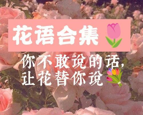玉米杆子的花语是什么？了解玉米杆子的象征意义和用途？