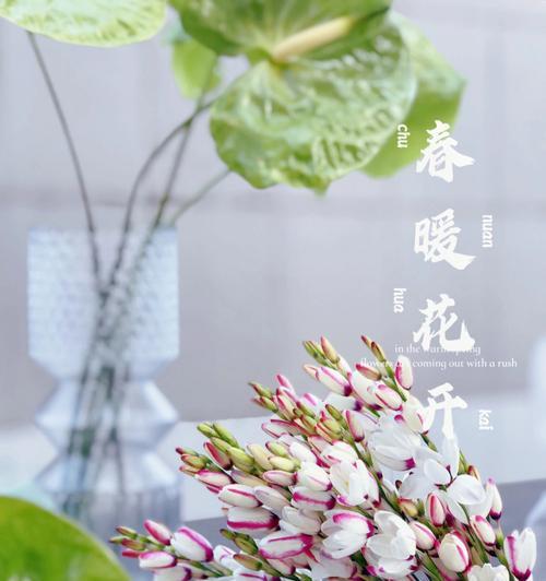 玉米杆子的花语是什么？了解玉米杆子的象征意义和用途？