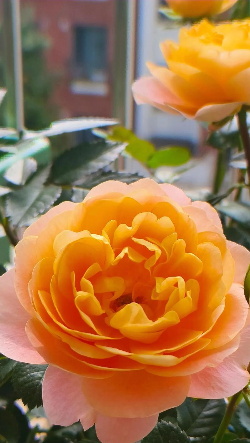 象征癫狂的花卉是什么花？这种花卉的花语有何含义？