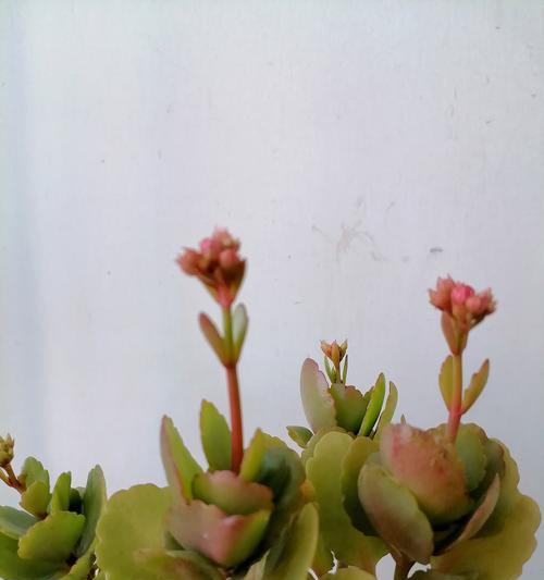 象征癫狂的花卉是什么花？这种花卉的花语有何含义？