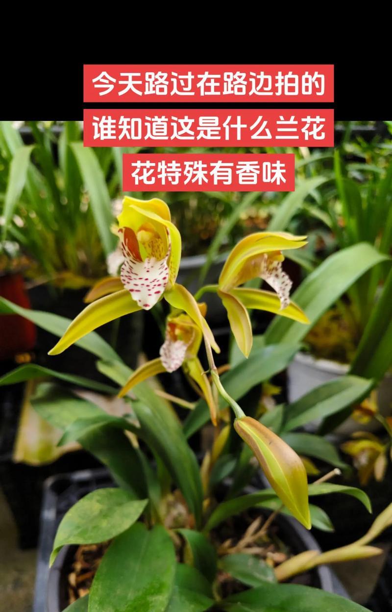 象征癫狂的花卉是什么花？这种花卉的花语有何含义？