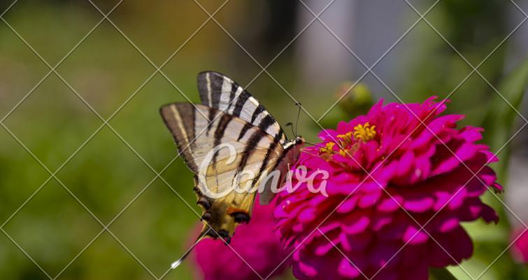 昆虫和花的寓意是什么？它们在文化中代表了什么含义？
