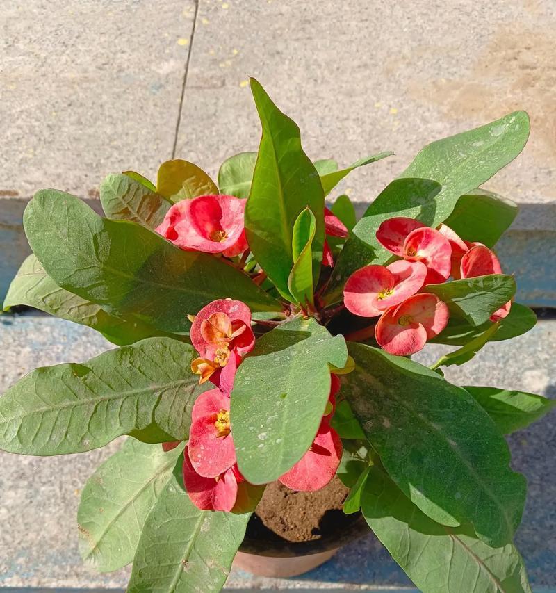 刺梅的花语是什么？刺梅代表的含义有哪些？
