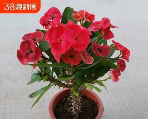 刺梅的花语是什么？刺梅代表的含义有哪些？