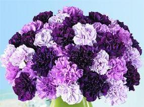 紫色花语代表什么？紫色花卉的象征意义有哪些？
