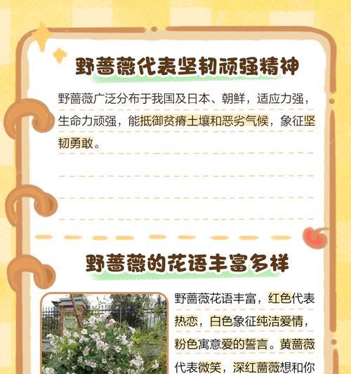 蔷薇花的寓意是什么？为什么会有不好的含义？