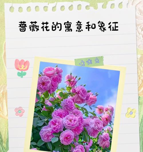 蔷薇花的寓意是什么？为什么会有不好的含义？