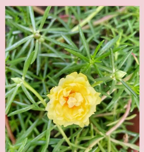 象征坚韧强大的花是什么花？揭秘自然界中的力量之花？