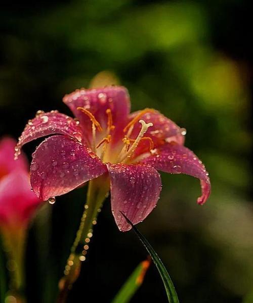 象征坚韧强大的花是什么花？揭秘自然界中的力量之花？