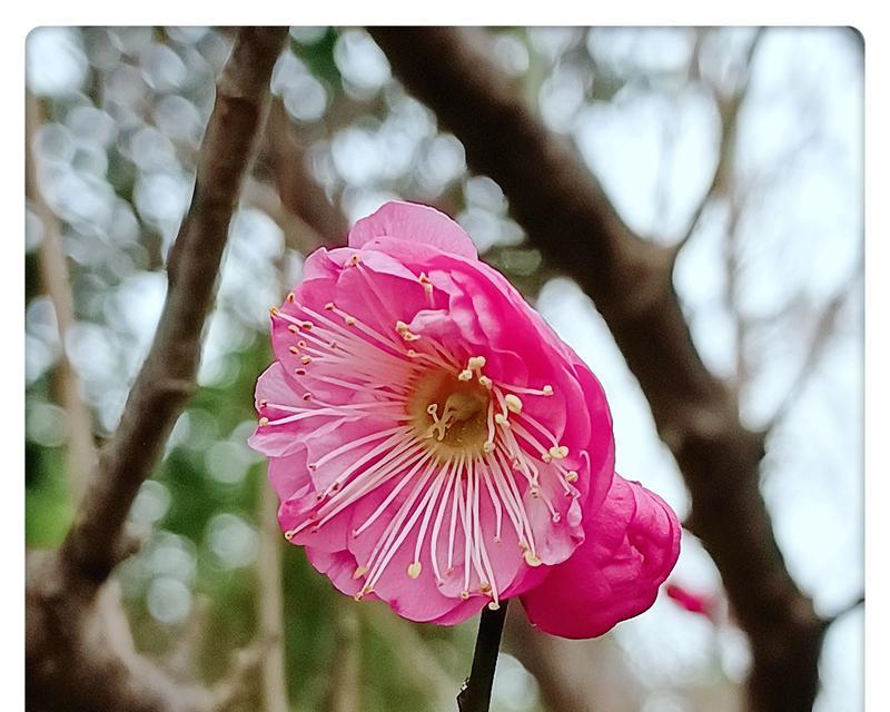 什么花象征默默无闻？默默无闻的花有哪些？