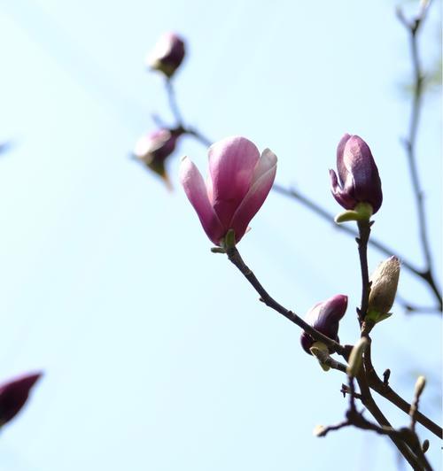 什么花象征默默无闻？默默无闻的花有哪些？