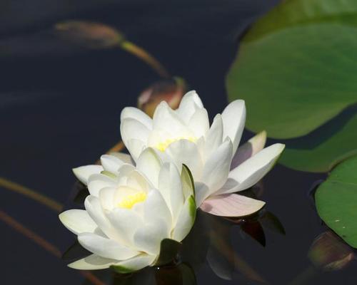 莲花盘花的寓意和象征是什么？了解其背后的文化意义？