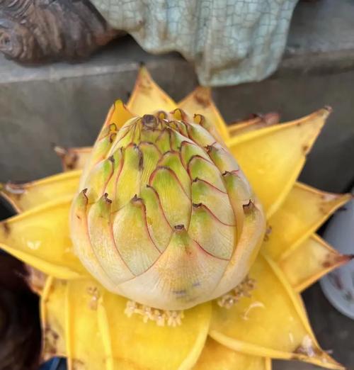莲花盘花的寓意和象征是什么？了解其背后的文化意义？