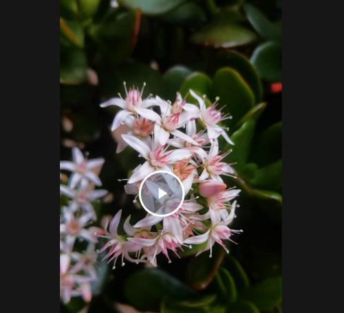 玉树花象征着什么？玉树花的寓意有哪些？