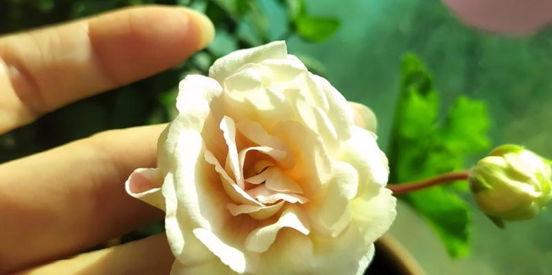 天竺葵星系幼虫的正确养殖方法是什么？