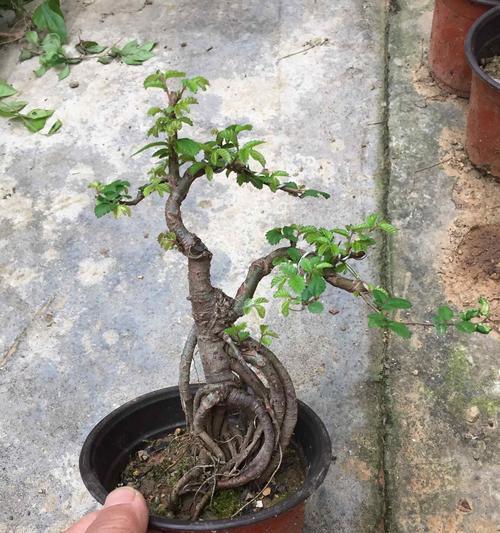 提根天竺葵盆景的养护技巧有哪些？如何养出理想形态？