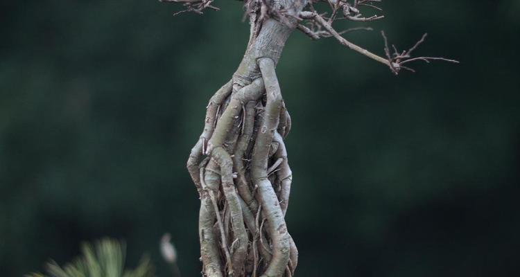 提根天竺葵盆景的养护技巧有哪些？如何养出理想形态？
