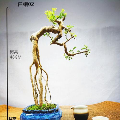 提根天竺葵盆景的养护技巧有哪些？如何养出理想形态？