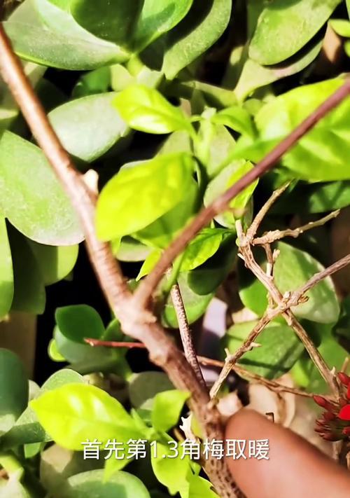 三角梅在土里种植的最佳方法是什么？