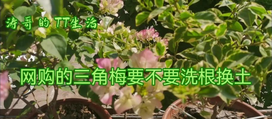 三角梅在土里种植的最佳方法是什么？