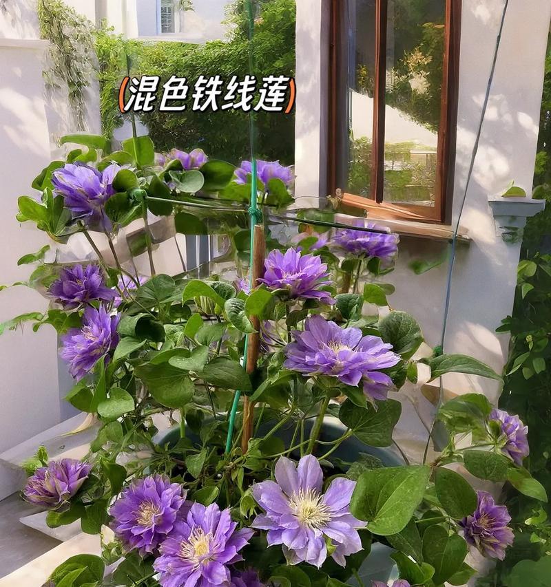 如何养出爆棚的铁线莲？