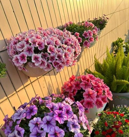 阳台适合种植哪些花卉？
