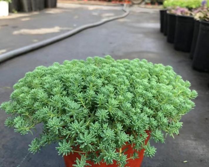 阳台适合种植哪些花卉？