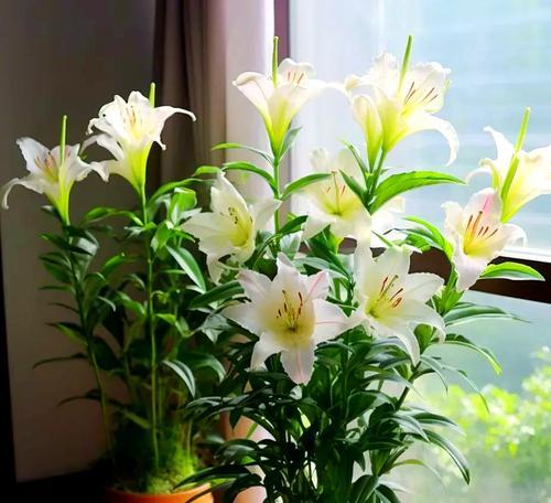阳台适合种植哪些花卉？