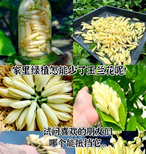 露台种植玉兰树的品种推荐？