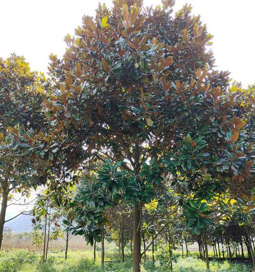 露台种植玉兰树的品种推荐？