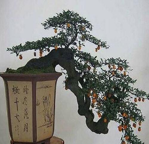 小油柿子盆景修剪方法有哪些？
