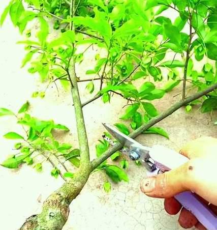 小油柿子盆景修剪方法有哪些？