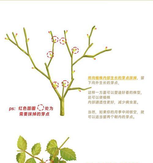 月季剪枝插活的正确方法是什么？