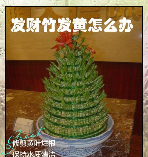 竹子叶子发黄如何恢复绿色？