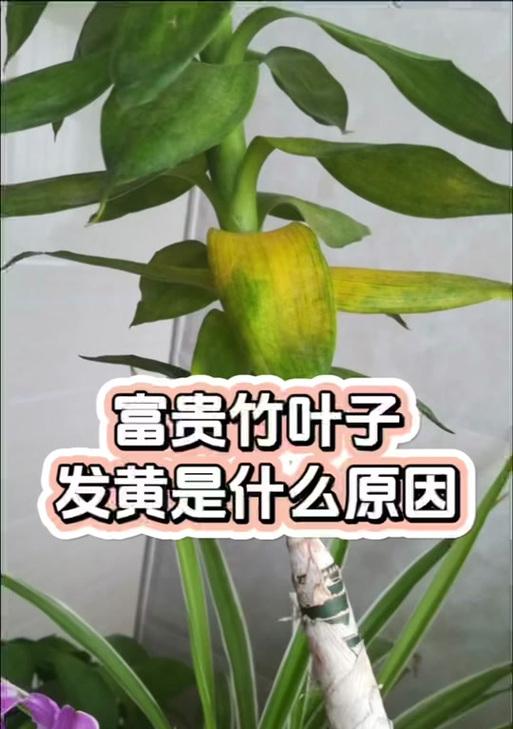 竹子叶子发黄如何恢复绿色？