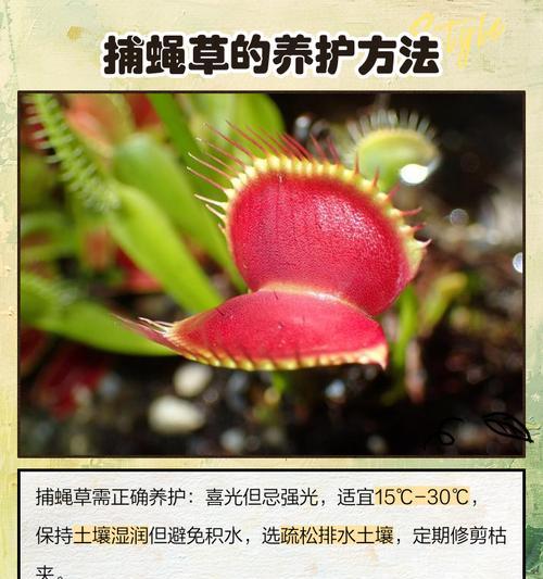 捕蝇草土壤肥料的自制方法是什么？