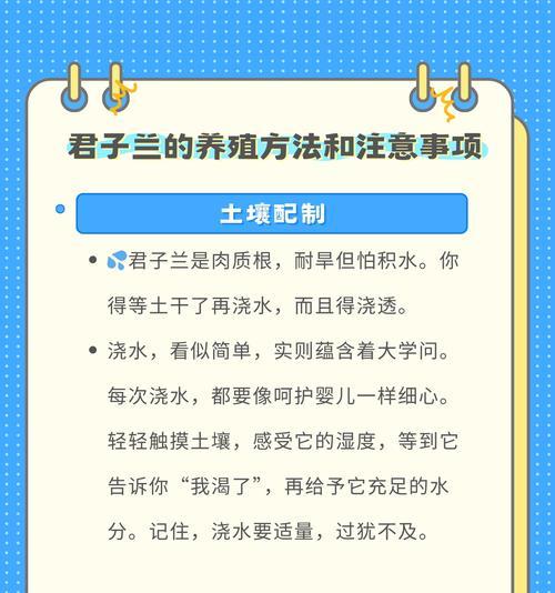 君子兰心的养护方法是什么？