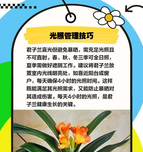 君子兰心的养护方法是什么？