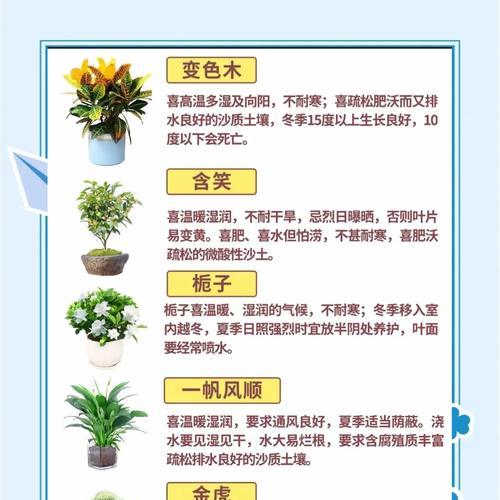 君子兰心的养护方法是什么？