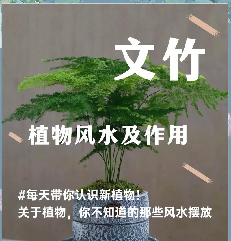 莒南观赏植物有哪些？莒南地区适合种植哪些观赏植物？